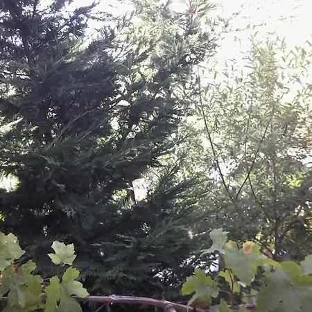 Dream Stone Bar Restaurant B&B *